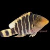 Red Breasted Maori Wrasse