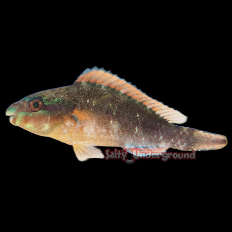 Juvenile Rainbow Parrotfish (Scarus guacamaia)