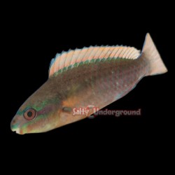 Juvenile Rainbow Parrotfish (Scarus guacamaia)