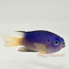 Electric Blue Damselfish (Pomacentrus coelestis)