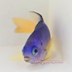 Electric Blue Damselfish...