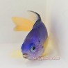 Electric Blue Damselfish (Pomacentrus coelestis)