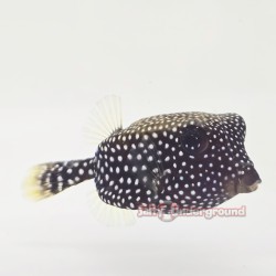 Black Boxfish (Ostracion...