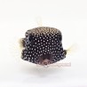 Black Boxfish (Ostracion meleagris) - Female