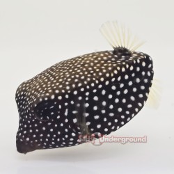 Black Boxfish (Ostracion meleagris) - Female