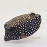 Black Boxfish (Ostracion meleagris) - Female