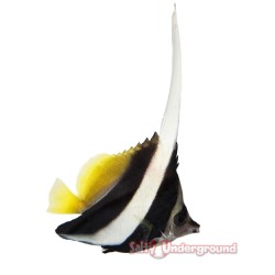 Black and White Heniochus Butterflyfish (Heniochus acuninatus)
