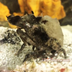 Decorator Crab