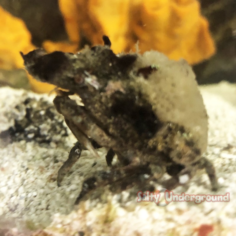 Decorator Crab