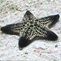 African starfish