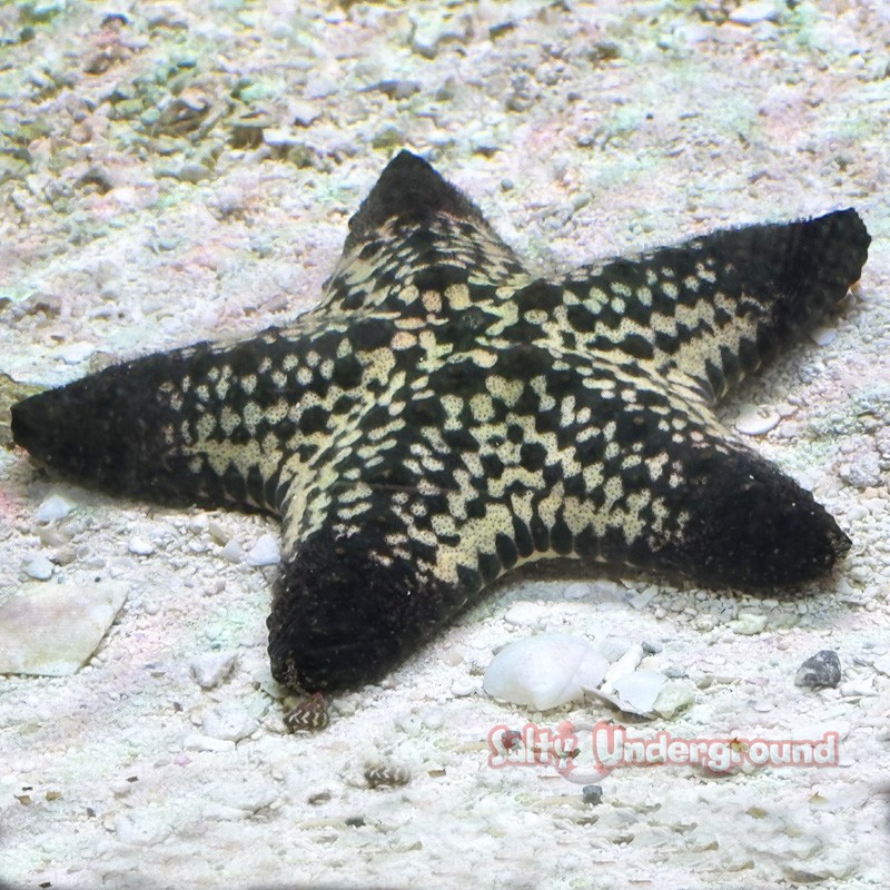 African starfish