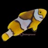 Picasso Clownfish (Percula)