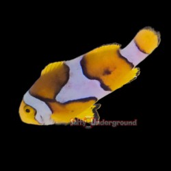 Picasso Clownfish (Percula)