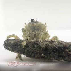 Pithos Crab