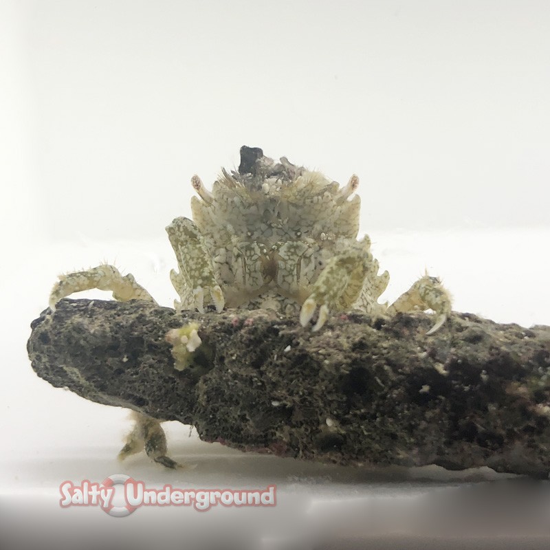 Pithos Crab