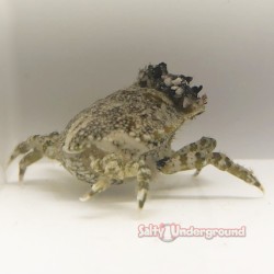 Pithos Crab