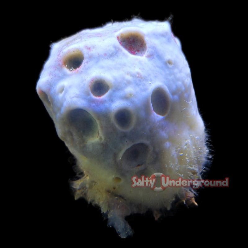 Salty Underground: White Moon Sponge
