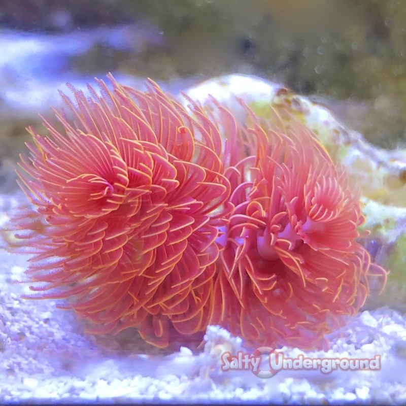 Fountain Head Coco Tube Worm Red