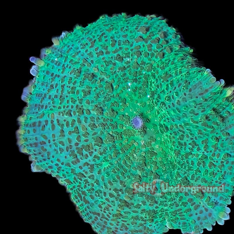 Salty Underground: Emerald Rhodactis Mushroom