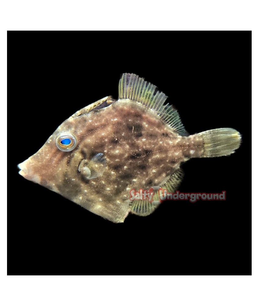 Salty Underground: Leatherjacket Filefish