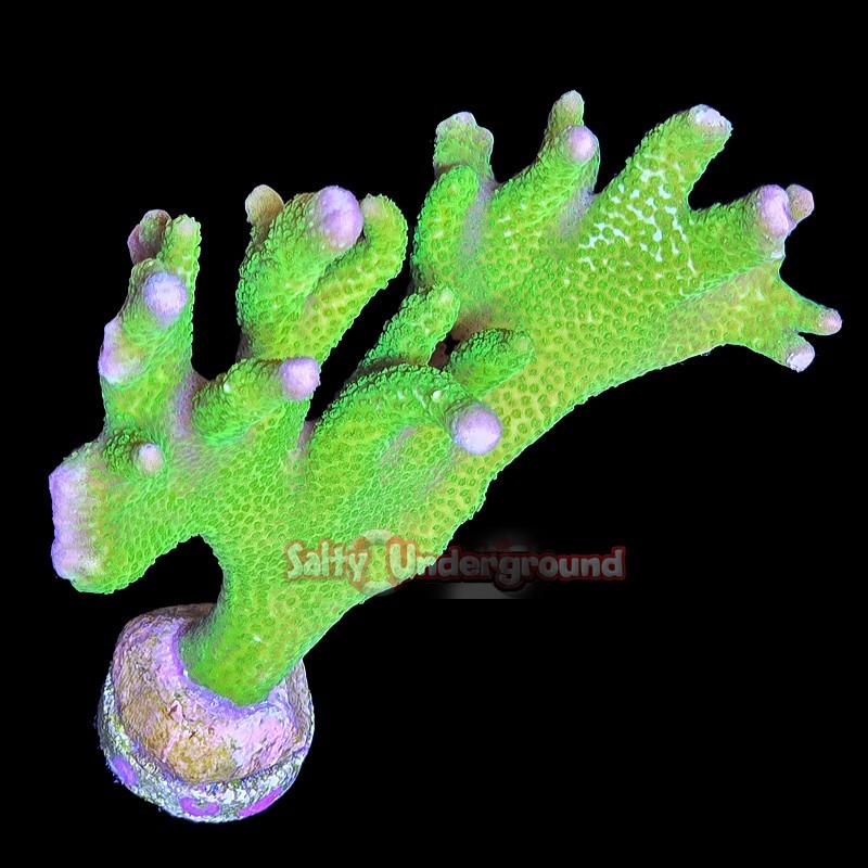 Salty Underground: Neon Green Montipora Digitata - Large