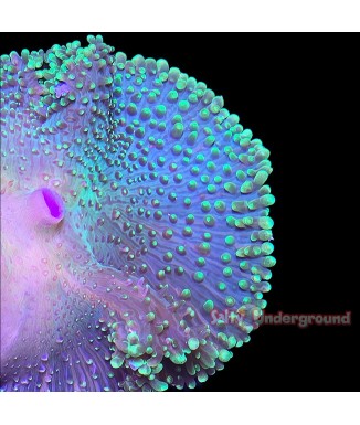 Salty Underground: Neon Green Hairy Rhodactis Mushroom