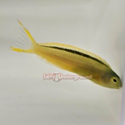 Green Canary Blenny (Meiacanthus tongaensis)