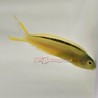 Green Canary Blenny (Meiacanthus tongaensis)