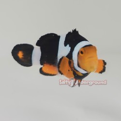 Onyx Clownfish (Percula)