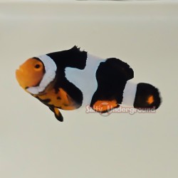 Onyx Clownfish (Percula)