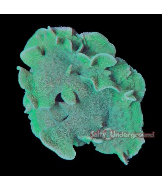 Salty Underground: Green Plating Pavona