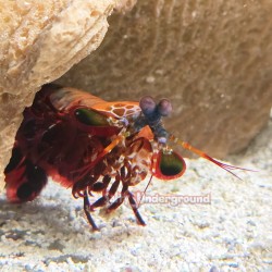Peacock Mantis Shrimp