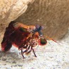 Peacock Mantis Shrimp