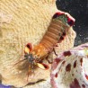 Peacock Mantis Shrimp
