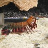 Peacock Mantis Shrimp