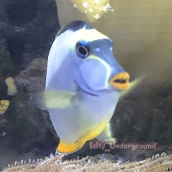 front view Orange Spine Naso Tang