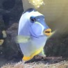 front view Orange Spine Naso Tang