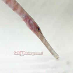 Trumpet Fish (Aulostomus chinesis) close