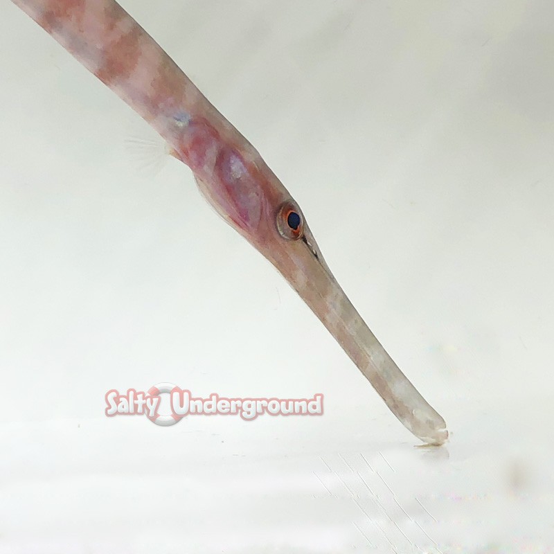 Trumpet Fish (Aulostomus chinesis) close