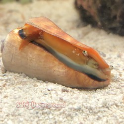 Strawberry Conch (Strombus luhuanus) eyes