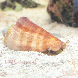 Strawberry Conch (Strombus luhuanus) over