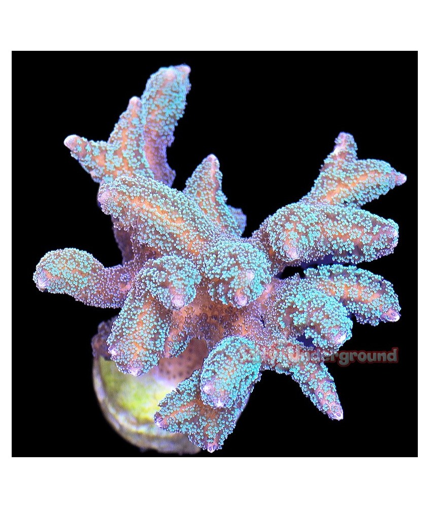 Salty Underground: Green Birdsnest Coral (Seriatopora)