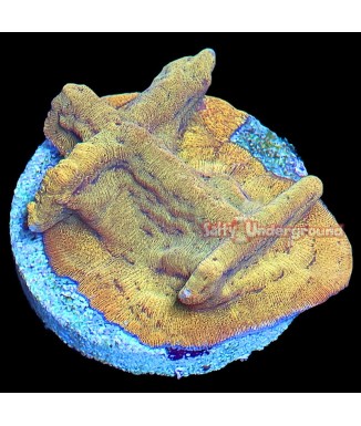 Salty Underground: 24K Gold Leptoseris