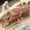 Shovel Nose Lobster: East Americas-Orange