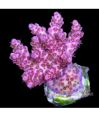 Salty Underground: Red Planet Acropora