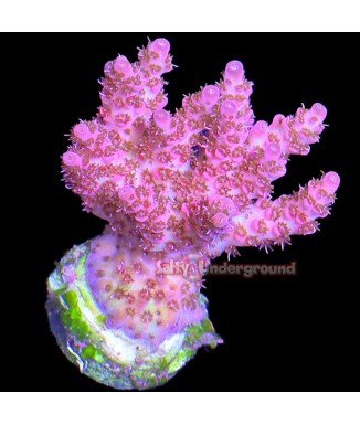 Salty Underground: Red Planet Acropora - Cultured 1-2 inches