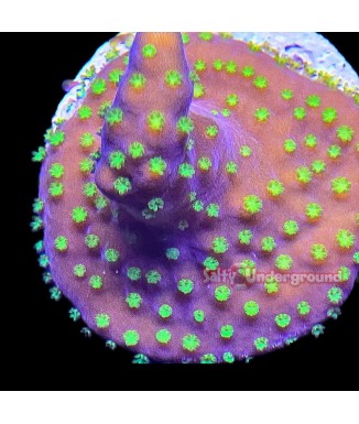 Salty Underground: Dark Star Acropora