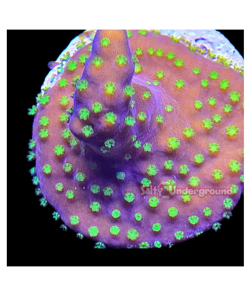 Salty Underground: Dark Star Acropora