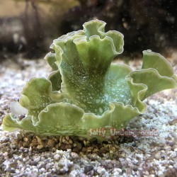 Frilly Lettuce