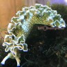 Lettuce Frilly Nudibranch (Tridachia crispata) full